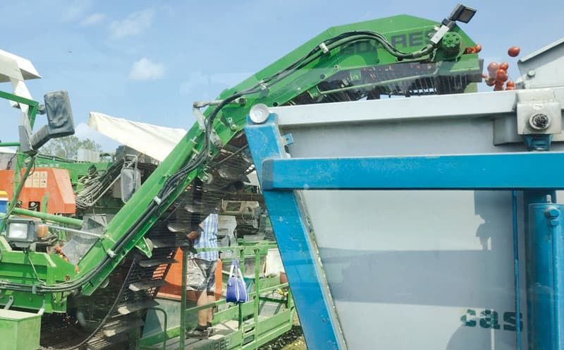 campagna pomodoro industria